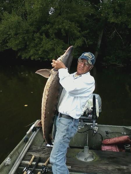 Bill Harris holds up an Atlantic sturgeon that leapt into his boat while he and a friend were fishing on Marshyhope Creek, a tributary to the Nanticoke. Although it has been going on for centuries, no one knows what causes large sturgeon to leap out of the water. (Randy Rowland)