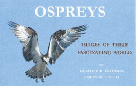 Ospreys: Images of their Fascinating World