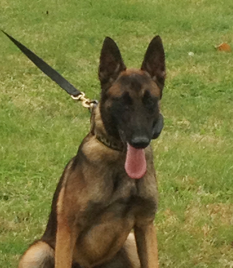 Meet the newest member of the Chestertown Police Department, Gator.