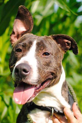 "Jesse", Humane Hero of the Month gave lifesaving transfusion to other shelter dog.