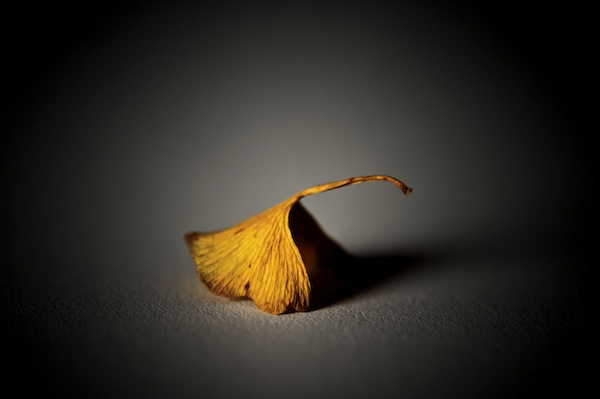 Lone Leaf, by George Holzer