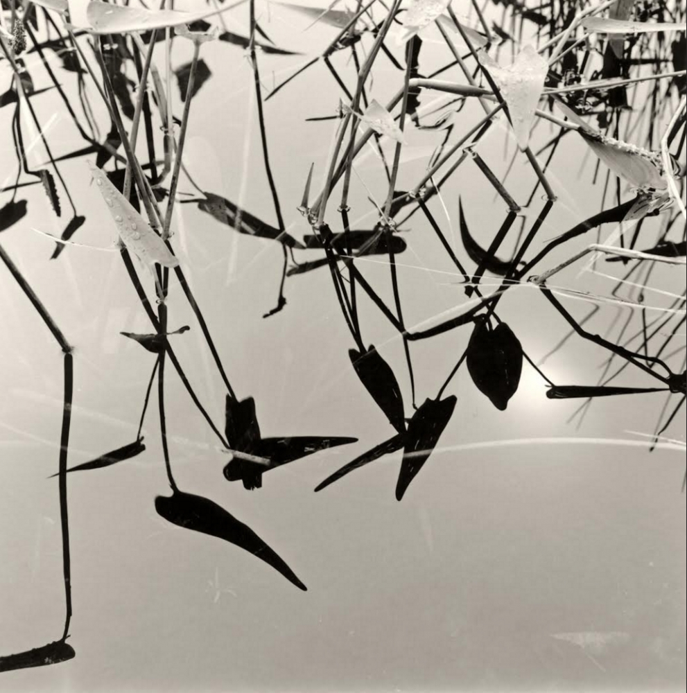 Michael Kahn, “Aquatic Plant Series 1,” toned silver gelatin photograph