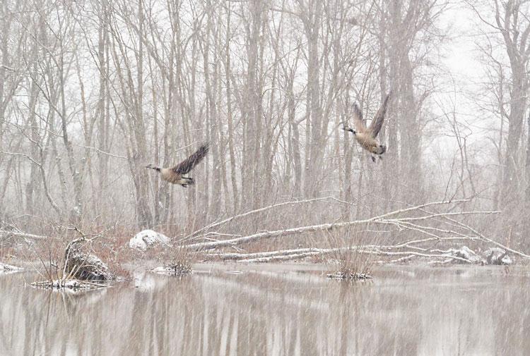 Geese on Tuckahoe Creek during recent snow. Photo by William Thompson, Easton.