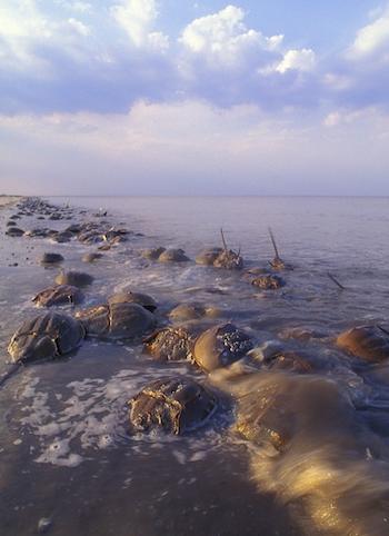Horseshoe crabs crawl out of the water onto Pickering Beach in Delaware Bay to spawn. (Dave Harp)