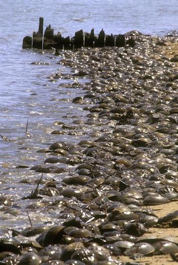 Observers report unusually large numbers of horseshoe crabs arriving on beaches in Chesapeake and Delaware bays this spring. (Dave Harp)