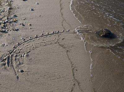 Trail of a lone horseshoe crab on Pickering Beach. (Dave Harp)