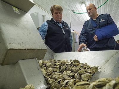 Johnny Shockley, left, and Ricky Fitzhugh, business partners at Hooper’s Island Oyster Co., look over oysters in a bin leading to an automatic sorting machine. The company ships oysters as far away as Chicago. (Dave Harp)