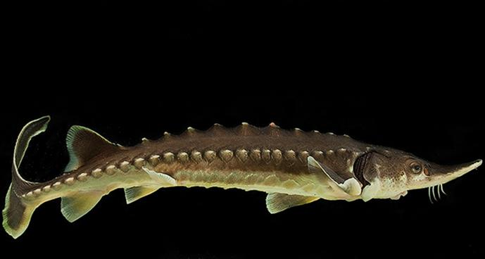 The Atlantic sturgeon is one of the oldest fish species alive on Earth. It can reach lengths greater than 10 feet, weigh more than 300 pounds and live for decades. (Dave Harp)
